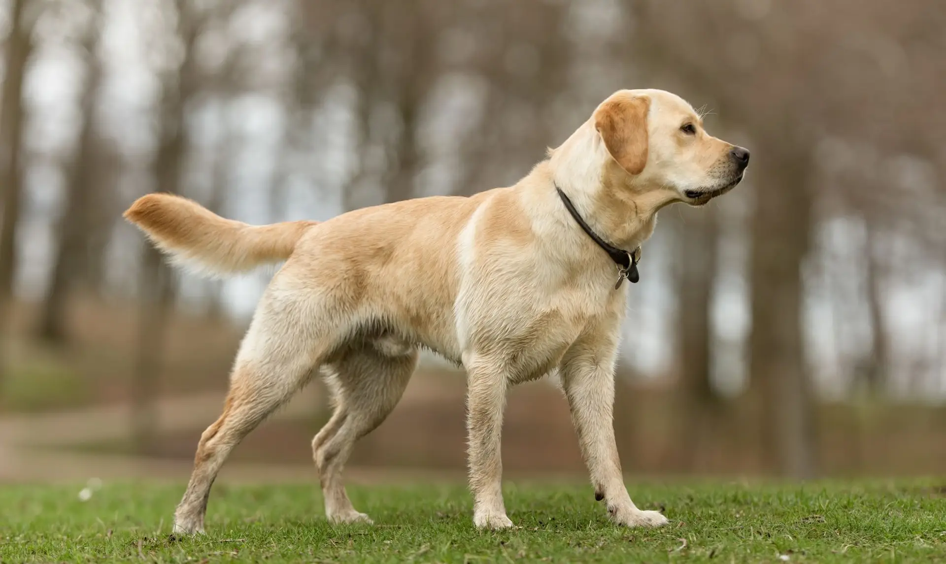 labrador retriever standing in ground